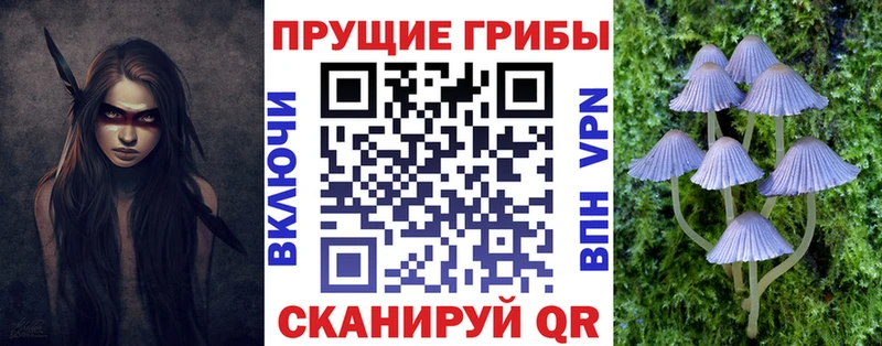 Купить закладки  Стародуб  Псилоцибиновые грибы прущие грибы 